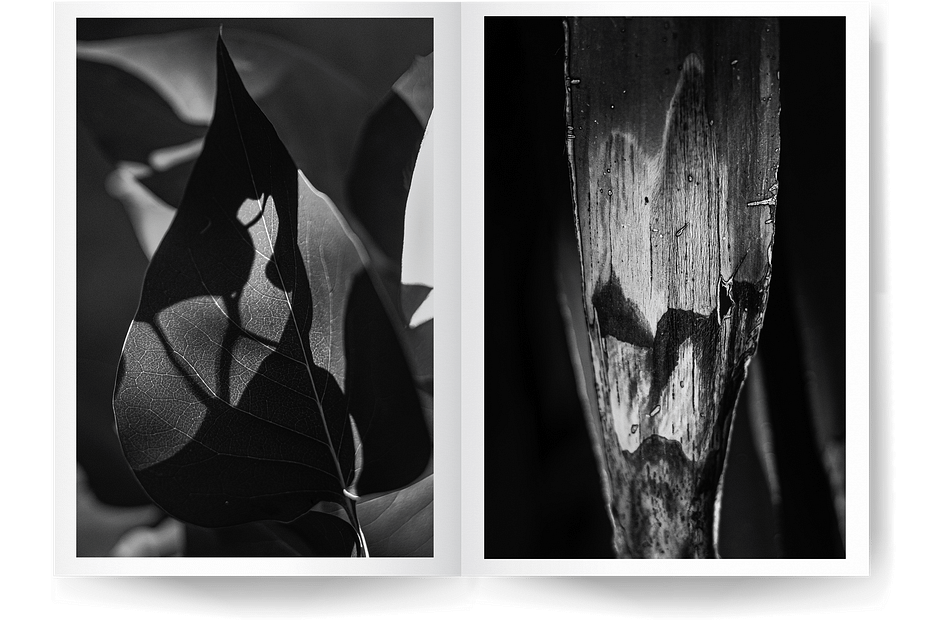 Double page du livre photos Marcescent